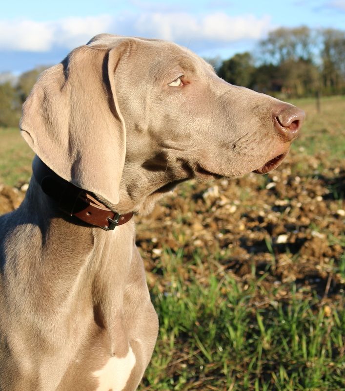 des chasseurs d'orages - Chiots disponibles - Braque de Weimar