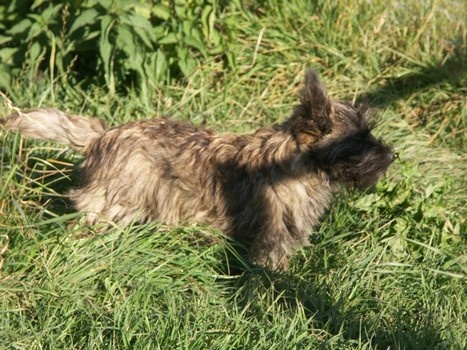 de la montagne des lions - Cairn Terrier - Portée née le 10/05/2011