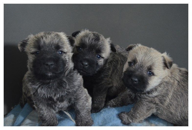 Chiot Cairn Terrier de la montagne des lions