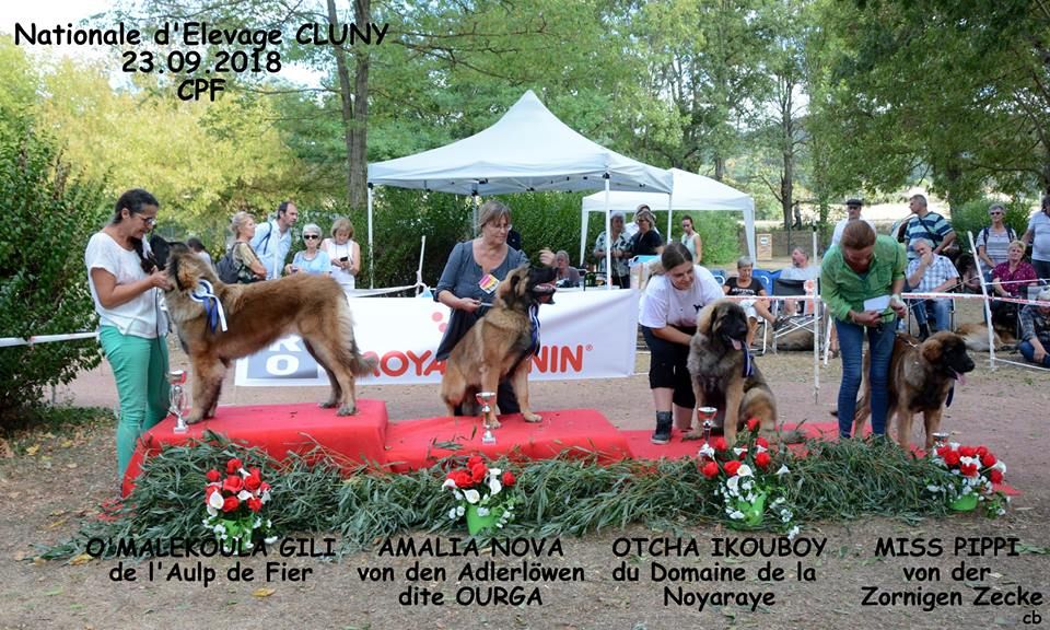 de l'aulp de fier - Nationale d'élevage 2018 CLUNY