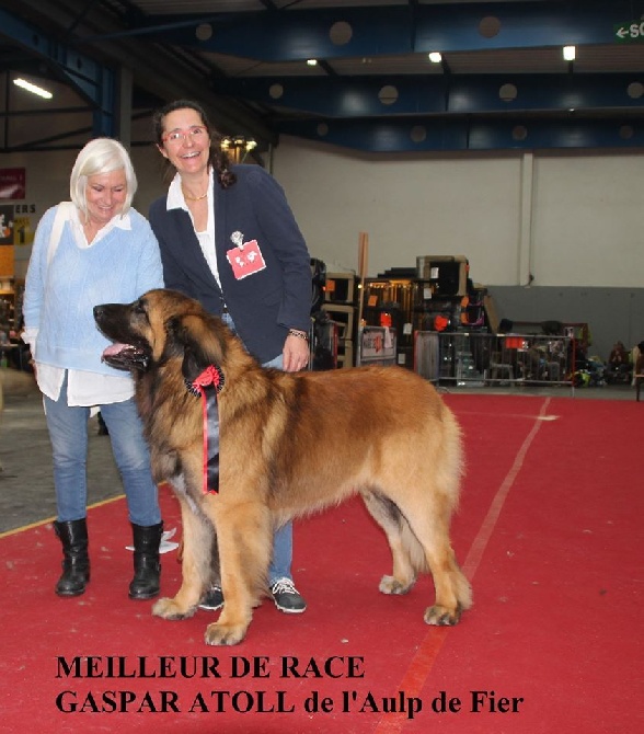 de l'aulp de fier - Spéciale Leonberg à Toulouse