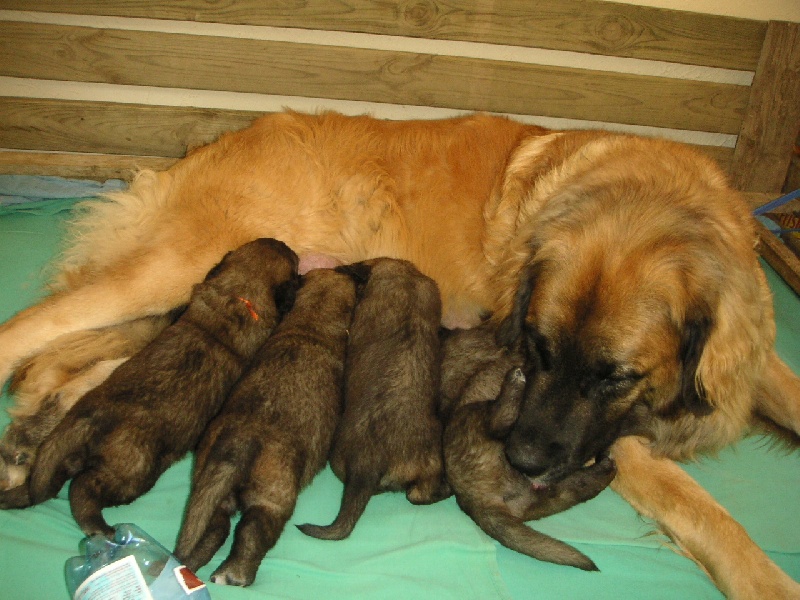 de l'aulp de fier - Leonberger - Portée née le 30/08/2007