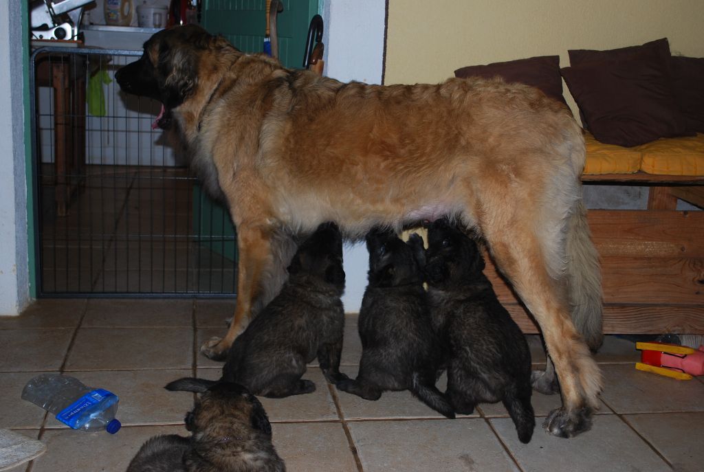 de l'aulp de fier - Leonberger - Portée née le 19/09/2019