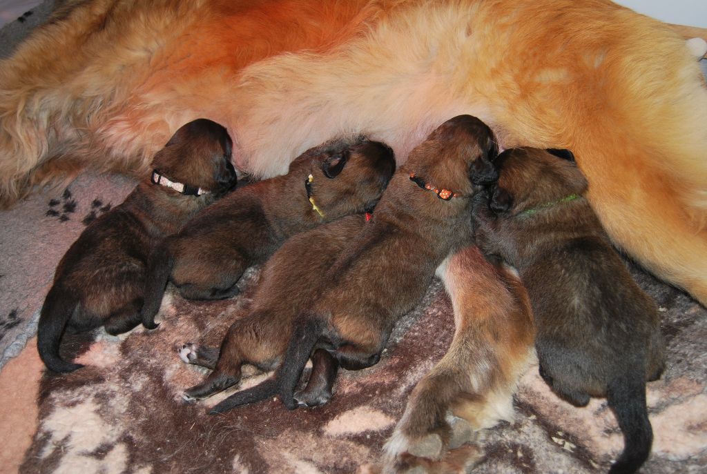 de l'aulp de fier - Leonberger - Portée née le 21/02/2021