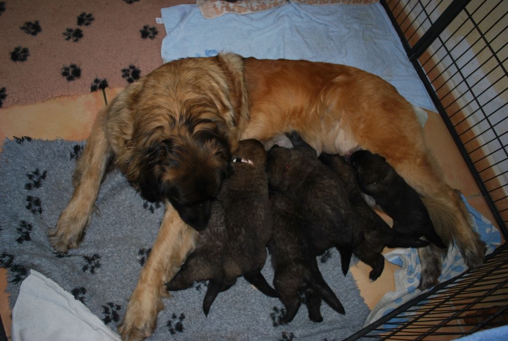 de l'aulp de fier - Leonberger - Portée née le 09/01/2018