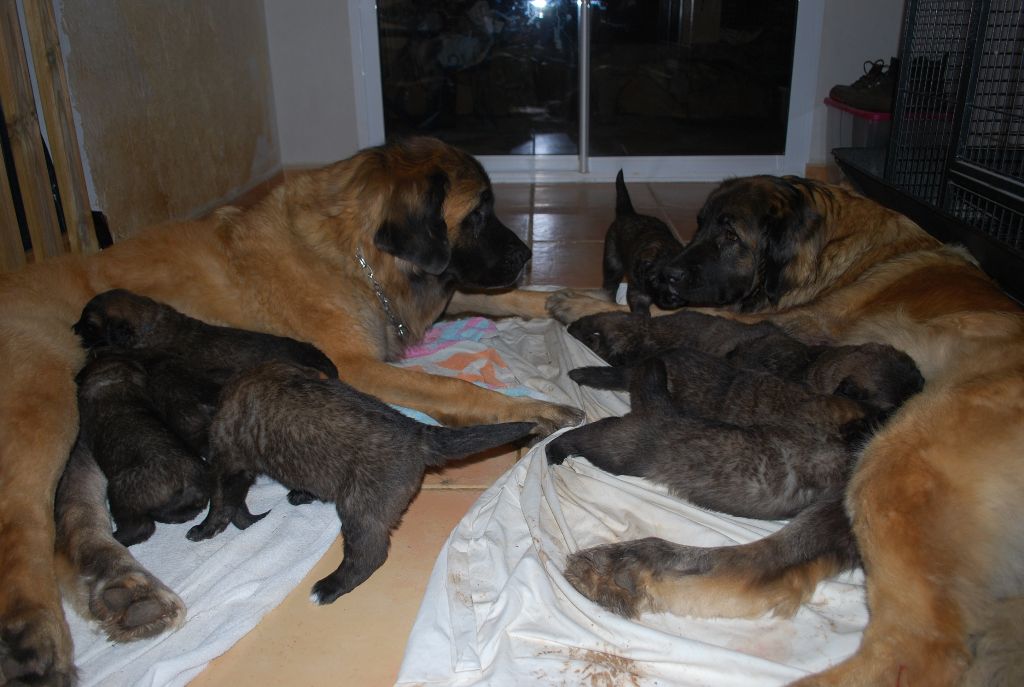 de l'aulp de fier - Leonberger - Portée née le 10/01/2018