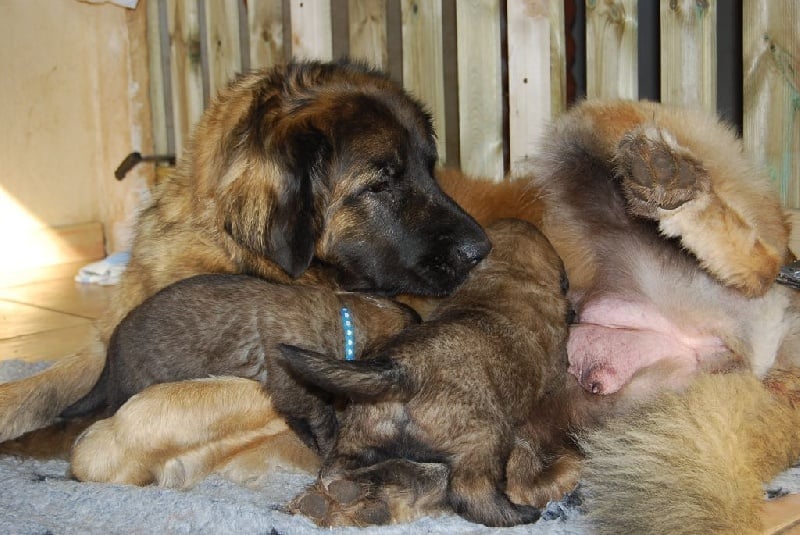 de l'aulp de fier - Leonberger - Portée née le 09/12/2016