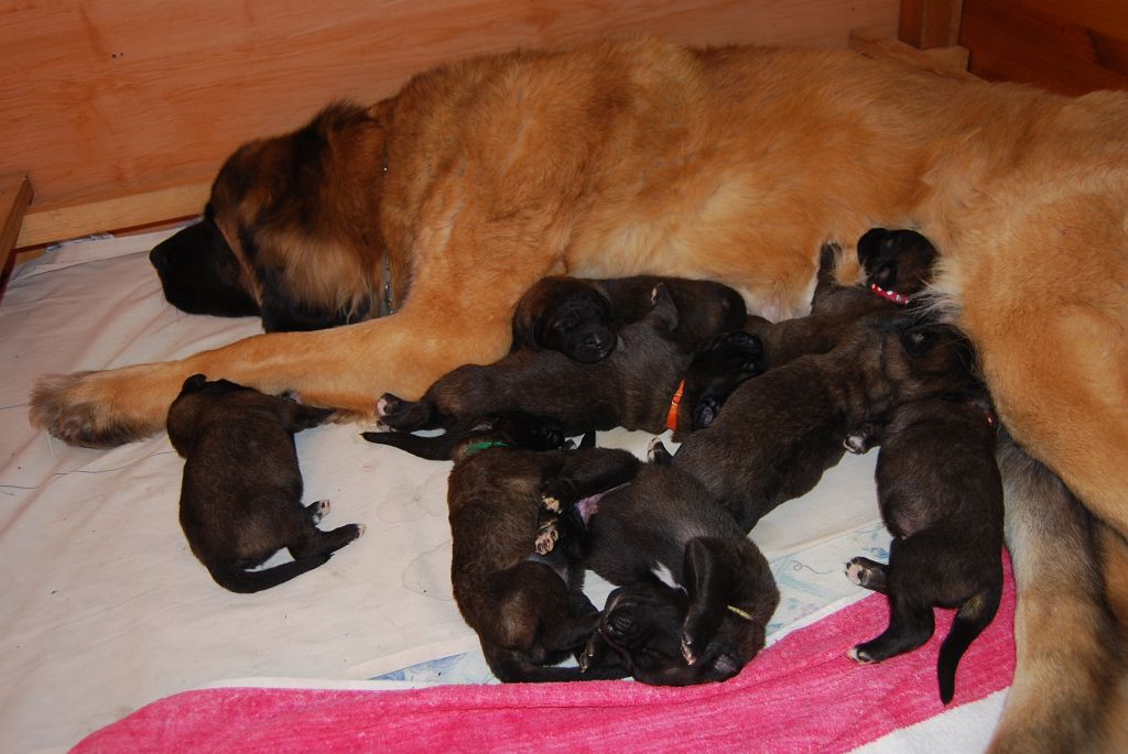 de l'aulp de fier - Leonberger - Portée née le 16/02/2017