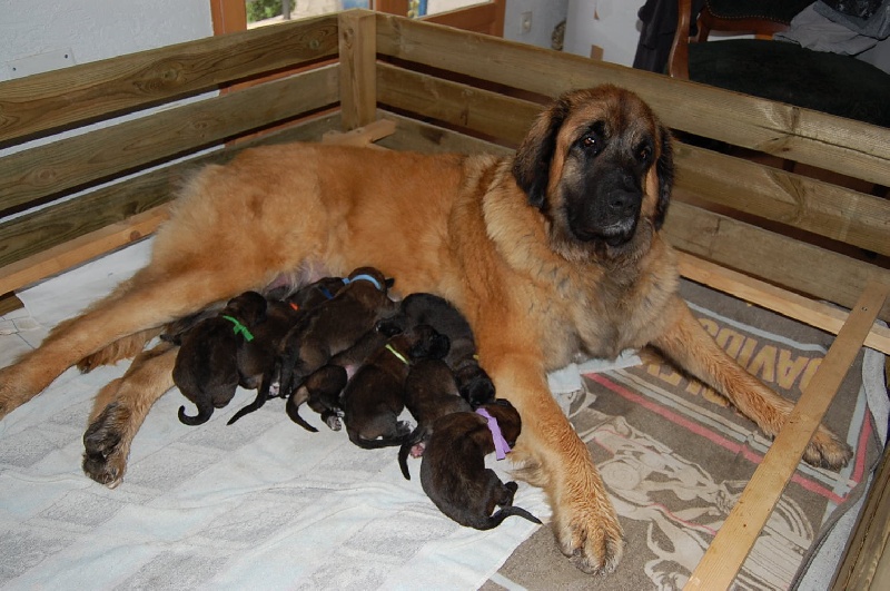 de l'aulp de fier - Leonberger - Portée née le 10/04/2009