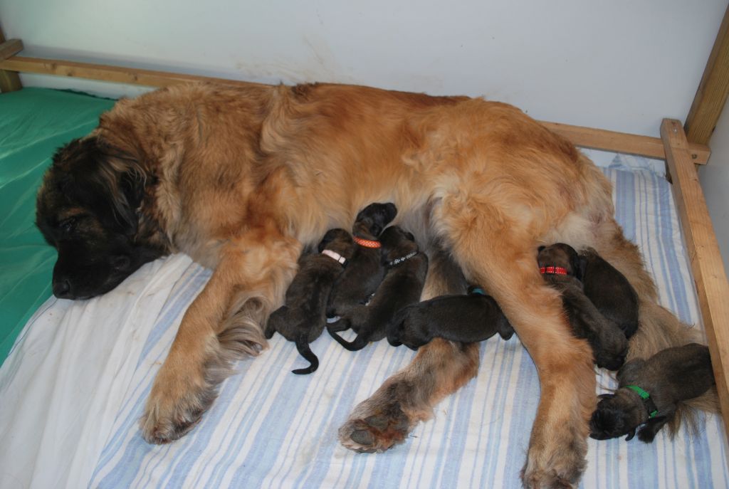 de l'aulp de fier - Leonberger - Portée née le 07/03/2019