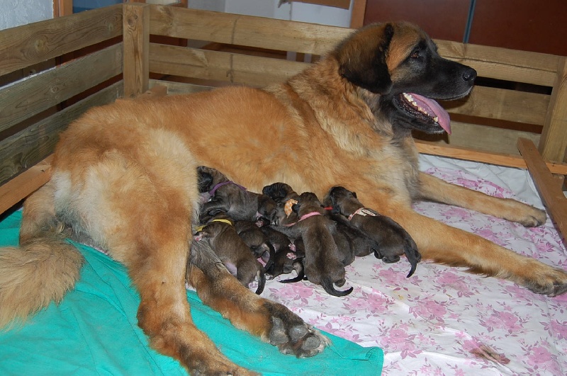 de l'aulp de fier - Leonberger - Portée née le 05/08/2010