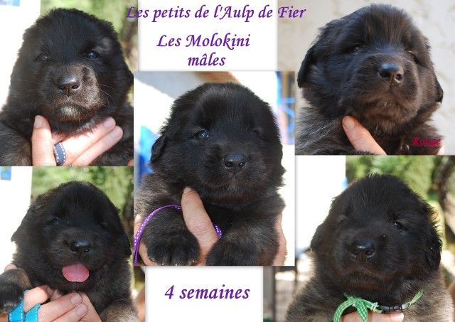 de l'aulp de fier - Leonberger - Portée née le 29/03/2020