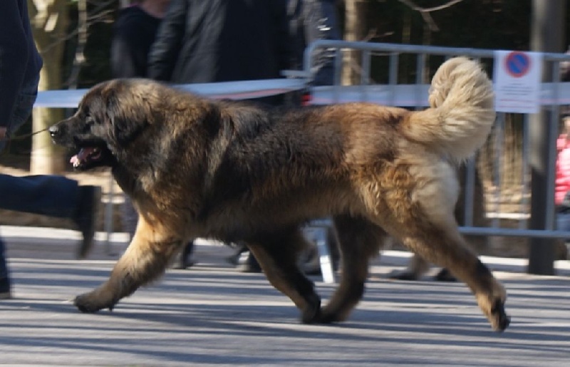 de l'aulp de fier - Leonberger - Portée née le 31/03/2015