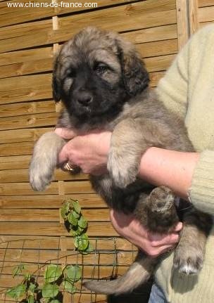 de l'aulp de fier - Leonberger - Portée née le 12/12/2004