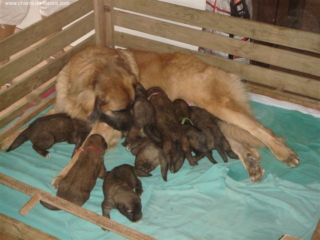 de l'aulp de fier - Leonberger - Portée née le 04/08/2006