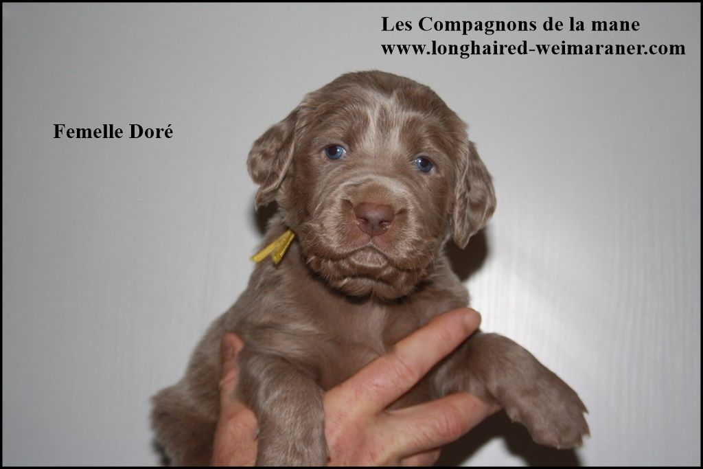 des compagnons de la mane - Chiots disponibles - Braque de Weimar