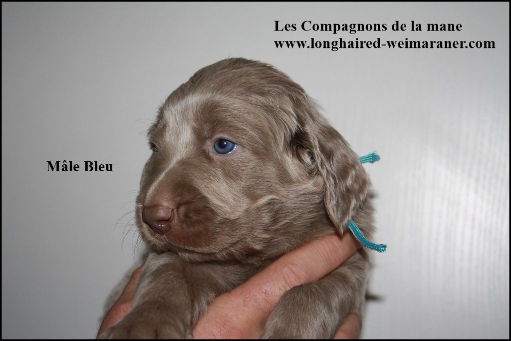 des compagnons de la mane - Chiots disponibles - Braque de Weimar