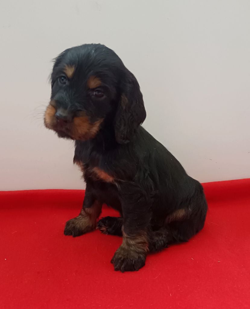 Des pres flamands - Chiots disponibles - Cocker Spaniel Anglais