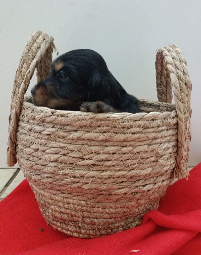 Des pres flamands - Chiots disponibles - Cocker Spaniel Anglais