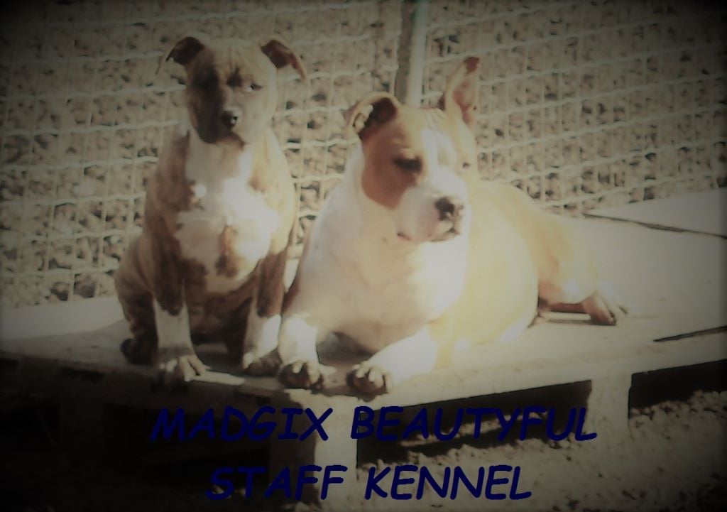 MADGIX BEAUTYFUL STAFF KENNEL