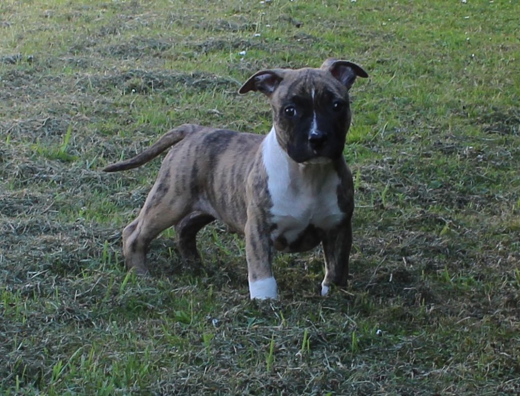 Chiot American Staffordshire Terrier Madgix beautyful staff