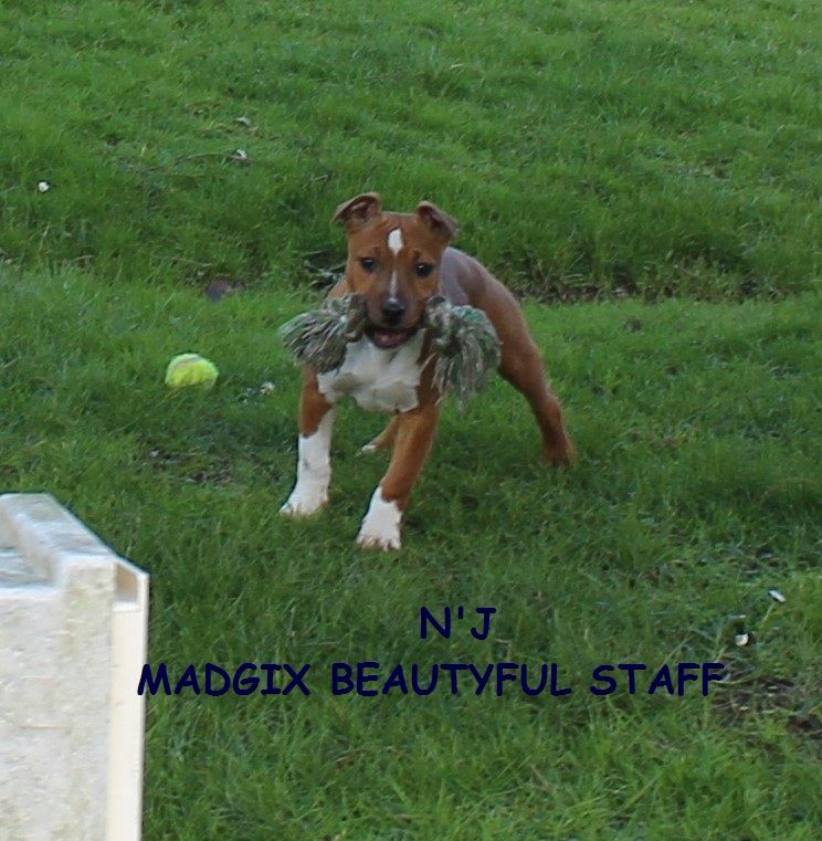 Chiot American Staffordshire Terrier Madgix beautyful staff