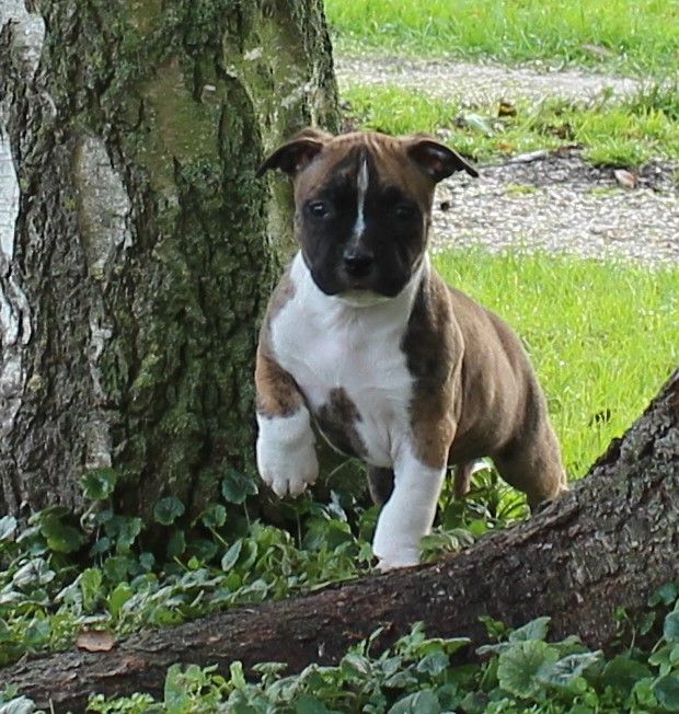 Chiot American Staffordshire Terrier Madgix beautyful staff