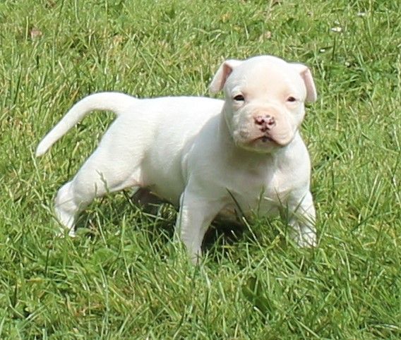 Chiot American Staffordshire Terrier Madgix beautyful staff