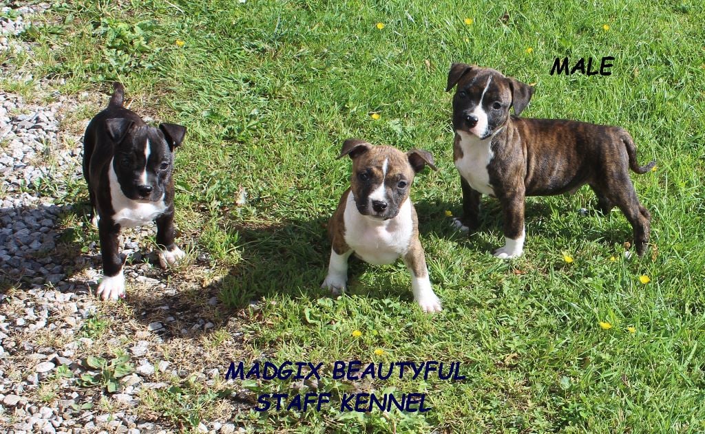 Chiot American Staffordshire Terrier Madgix beautyful staff