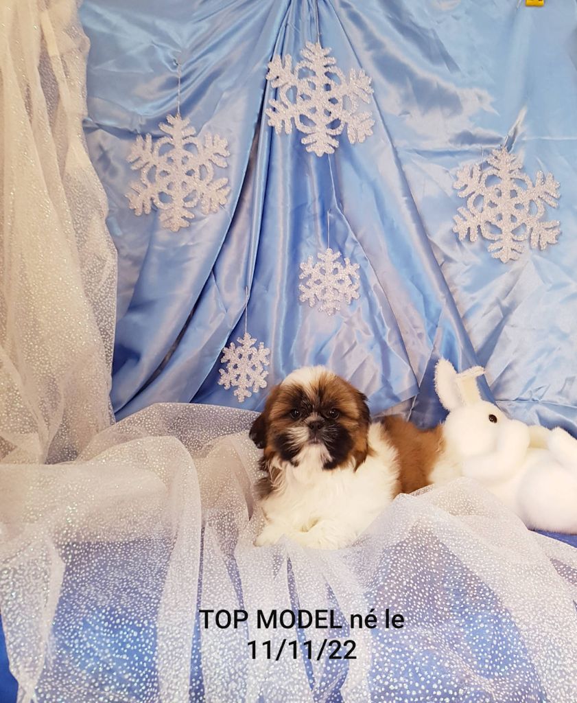 Des poupons frises - Chiots disponibles - Shih Tzu