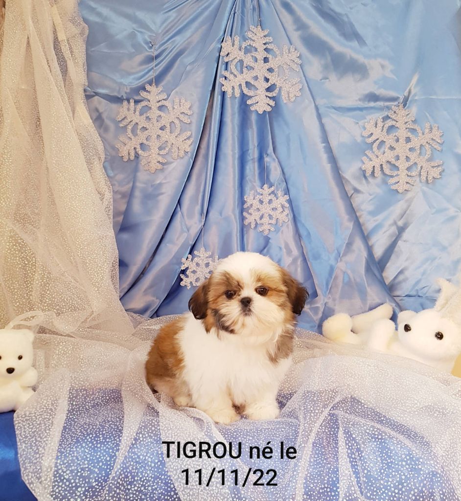 Des poupons frises - Chiots disponibles - Shih Tzu