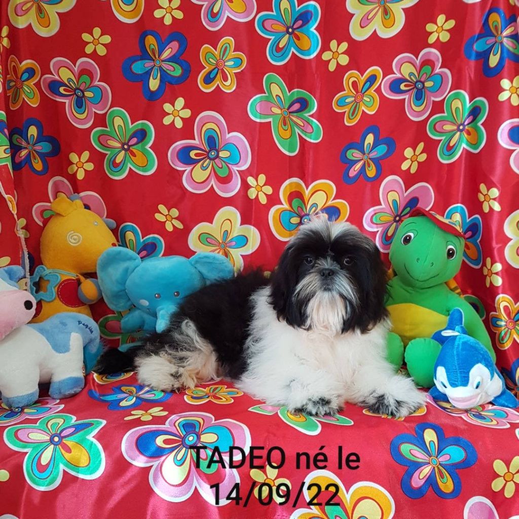 Des poupons frises - Chiots disponibles - Shih Tzu