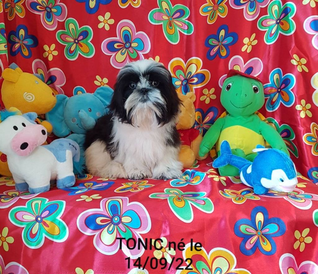 Des poupons frises - Chiots disponibles - Shih Tzu