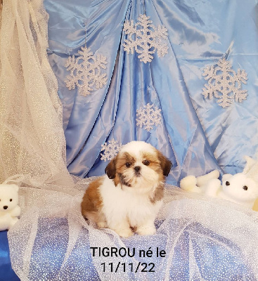 TIGROU