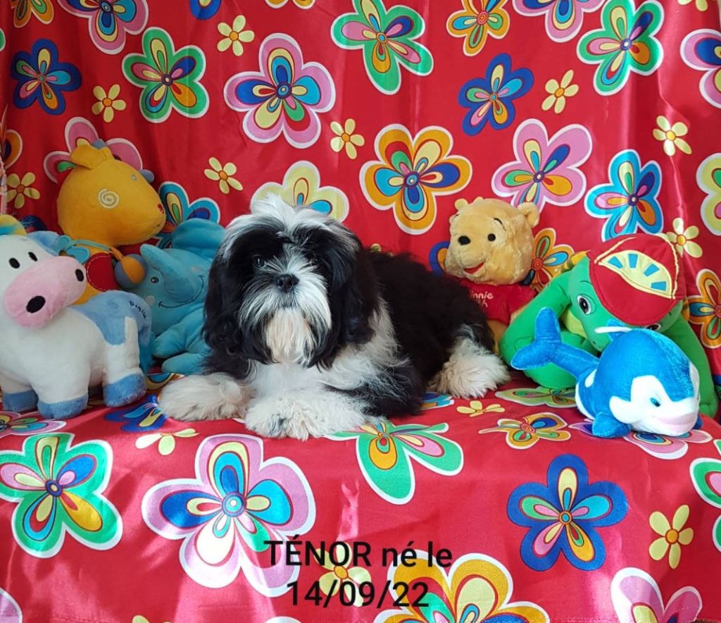 Des poupons frises - Chiots disponibles - Shih Tzu