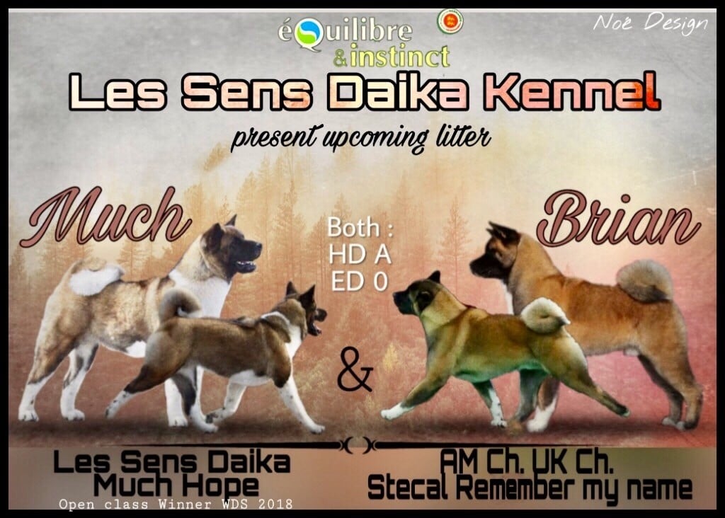 Chiot Akita americain Les sens Daika