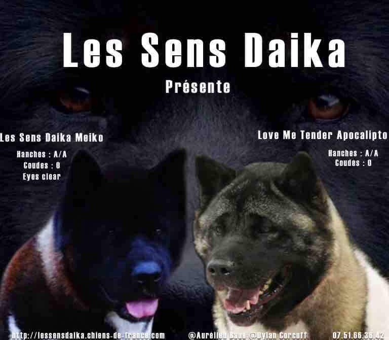 Les sens Daika - Akita americain - Portée née le 02/05/2018