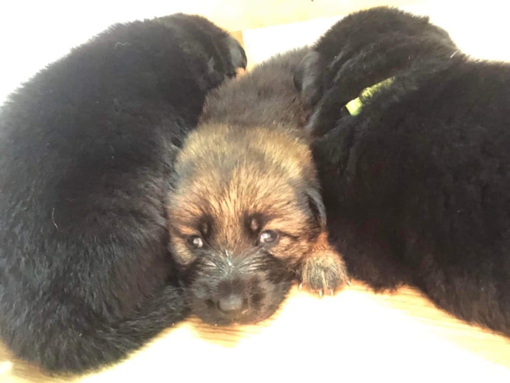 Chiot Berger Allemand du domaine de Tanaris