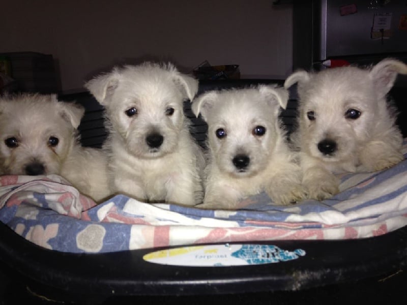 du Rocher Des Louves - West Highland White Terrier - Portée née le 08/11/2015