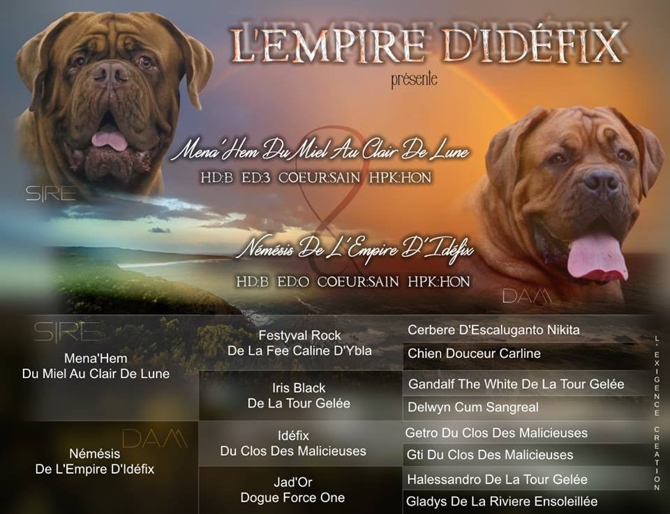 De l'Empire d'Idefix - Dogue de Bordeaux - Portée née le 28/04/2019