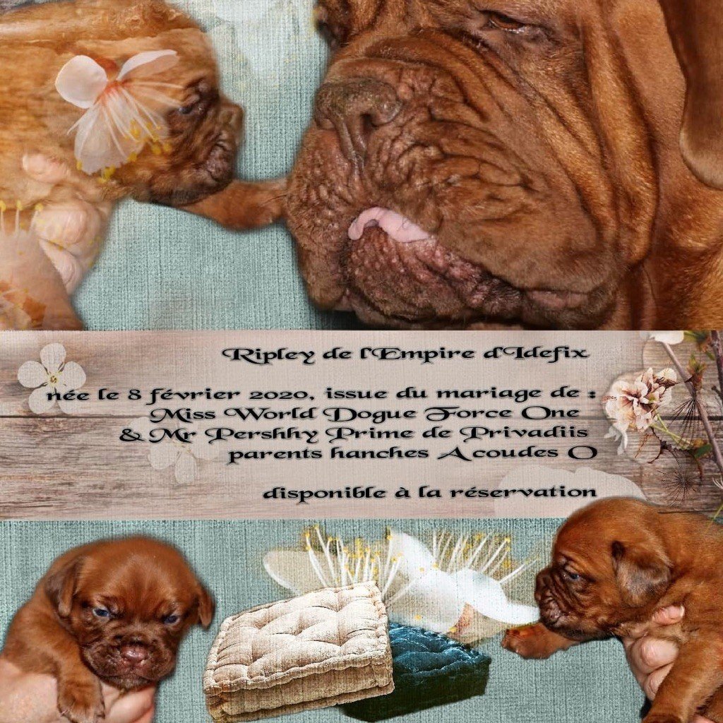 De l'Empire d'Idefix - Dogue de Bordeaux - Portée née le 08/02/2020