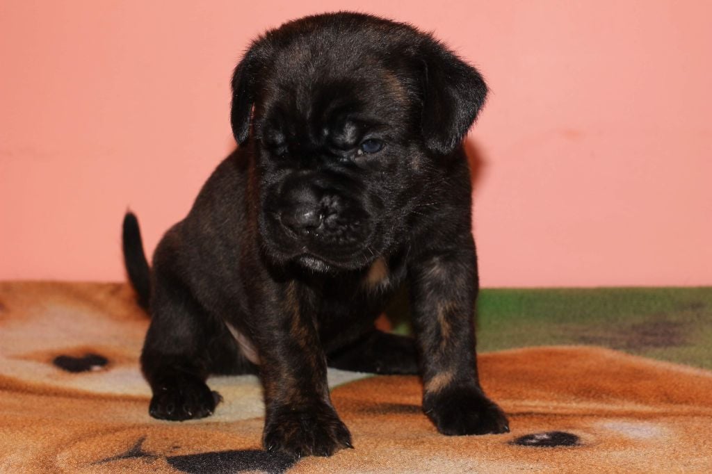 Des Gardiens Du Vaulgrenant - Cane Corso - Portée née le 23/08/2020