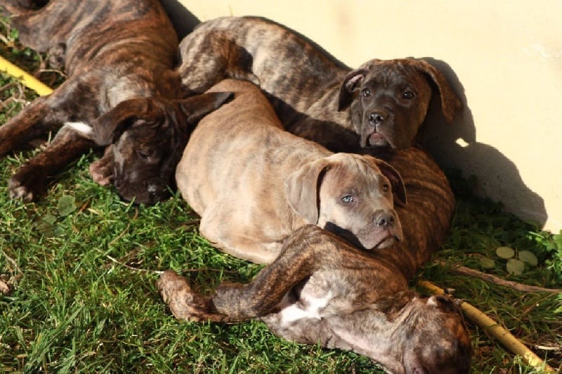 Chiot Cane Corso Des Gardiens Du Vaulgrenant