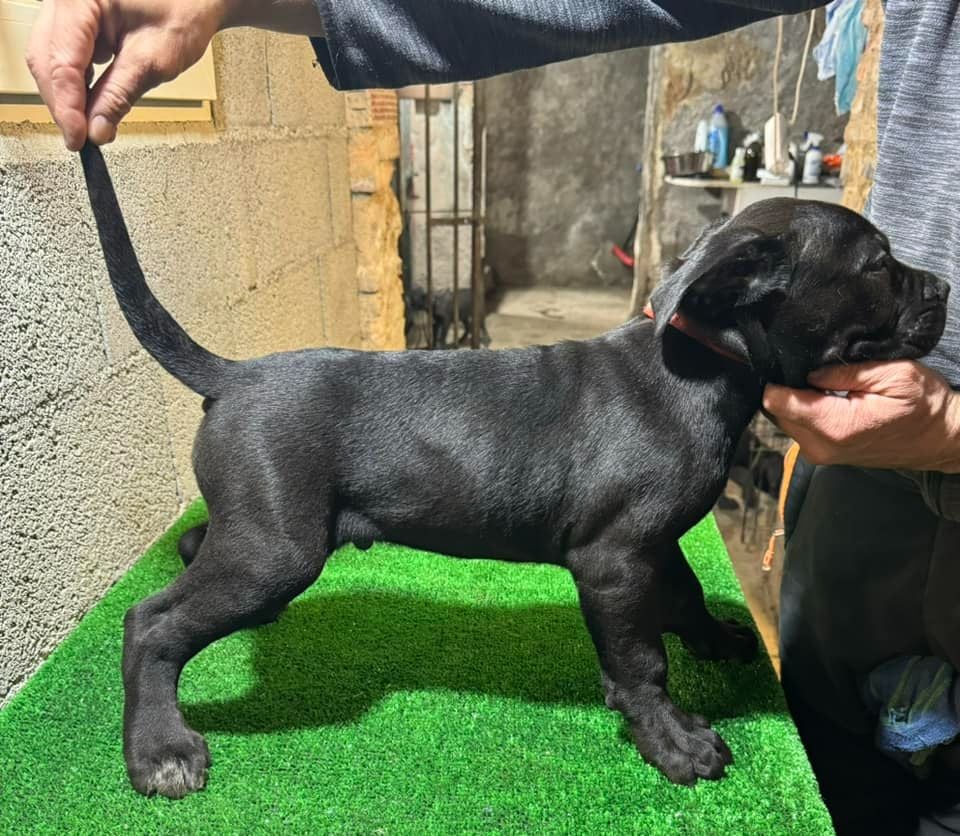 Des Trois Chevrons D'Or - Chiots disponibles - Cane Corso