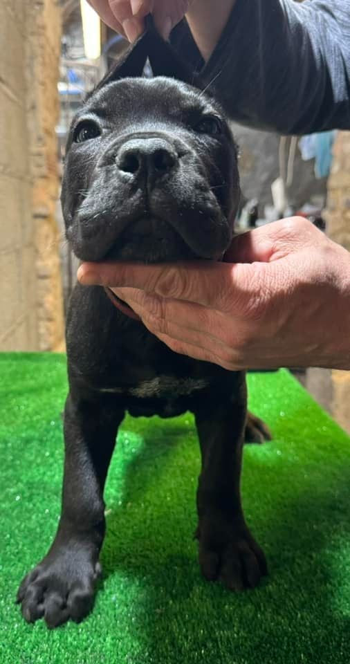 Des Trois Chevrons D'Or - Chiots disponibles - Cane Corso