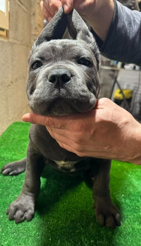 Des Trois Chevrons D'Or - Chiots disponibles - Cane Corso