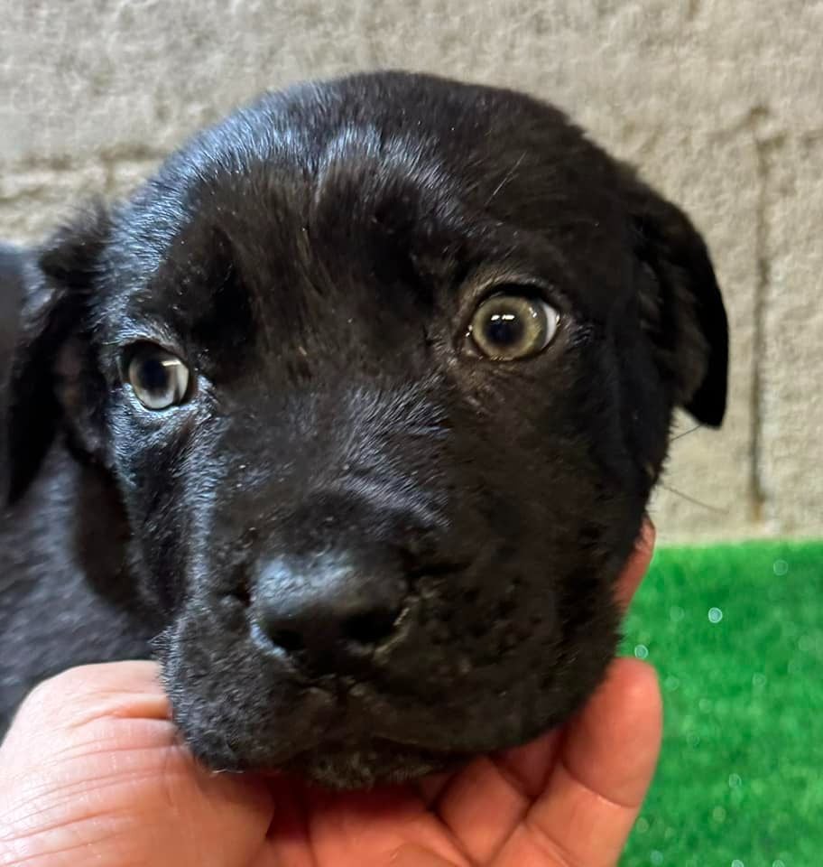 Des Trois Chevrons D'Or - Chiots disponibles - Cane Corso