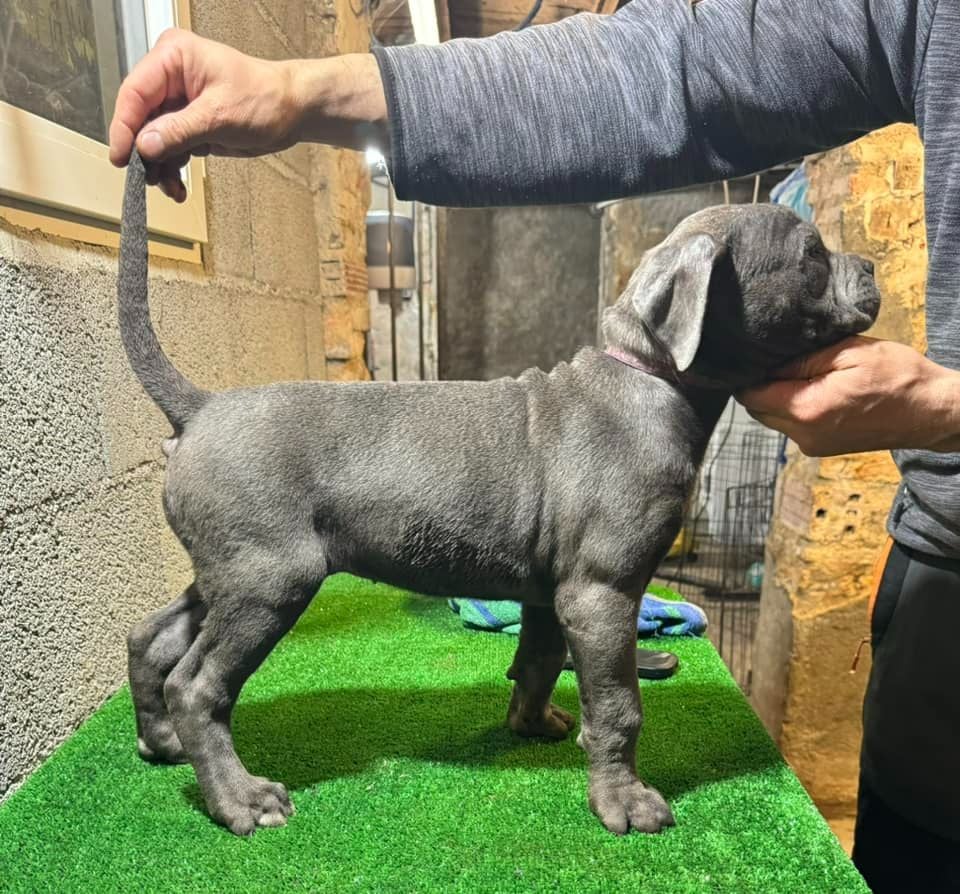 Des Trois Chevrons D'Or - Chiots disponibles - Cane Corso