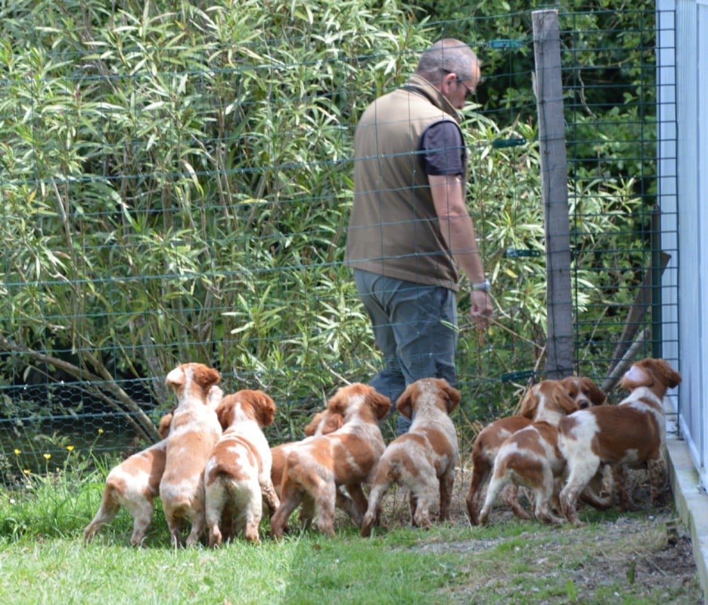 du Clan des Perdrix - Chiots disponibles au Clan des Perdrix