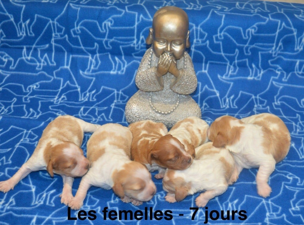 du Clan des Perdrix - Chiots disponibles - Epagneul Breton